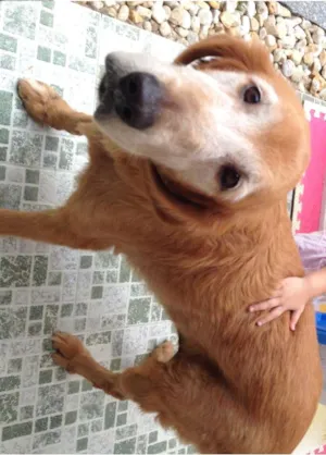 Cachorro raça Golden Retriever idade 6 ou mais anos nome Louis