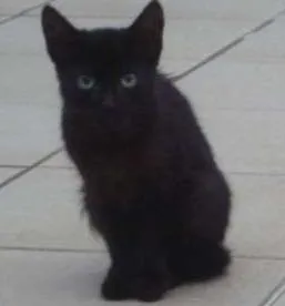 Gato ra a  idade Abaixo de 2 meses nome Pretinha