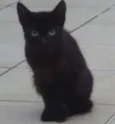 Pretinha