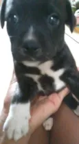 scot