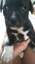 scot