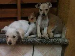 Cachorro ra a SRD idade 2 a 6 meses nome Branquinho/Ratinho/