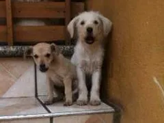Cachorro ra a SRD idade 2 a 6 meses nome Branquinho/Ratinho/