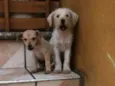 Branquinho/Ratinho/