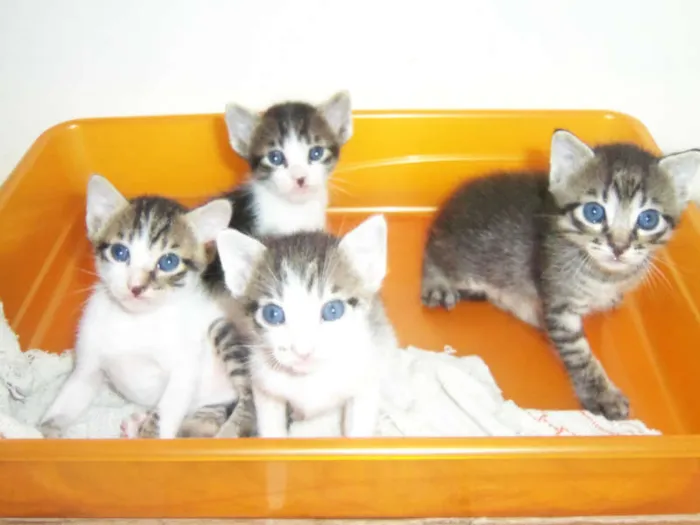Gato raça  idade Abaixo de 2 meses nome Filhotes