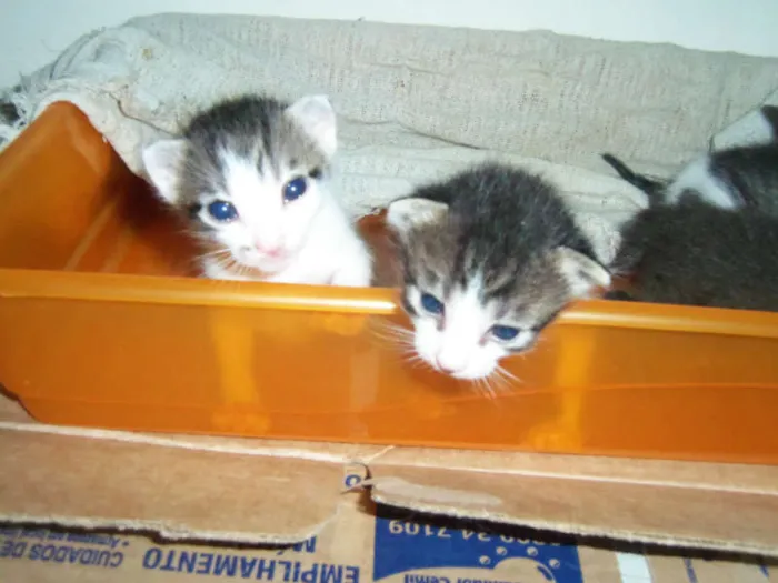 Gato raça  idade Abaixo de 2 meses nome Filhotes