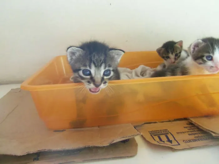 Gato raça  idade Abaixo de 2 meses nome Filhotes