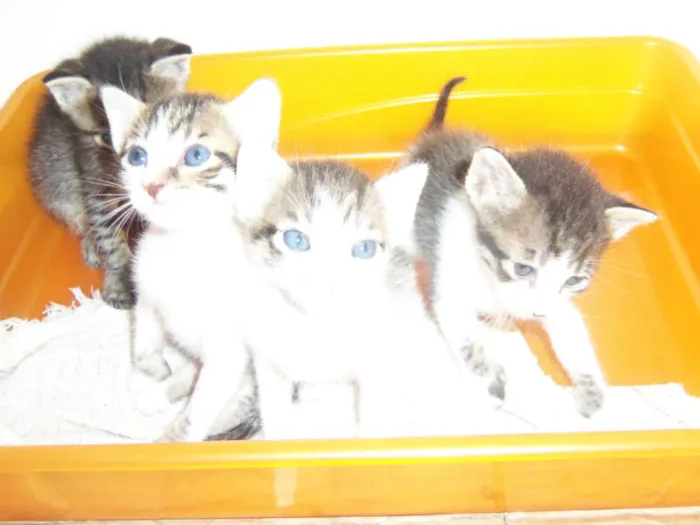 Gato raça  idade Abaixo de 2 meses nome Filhotes