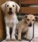Cachorro ra a SRD idade 2 a 6 meses nome Branquinho/Ratinho/