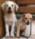 Branquinho/Ratinho/