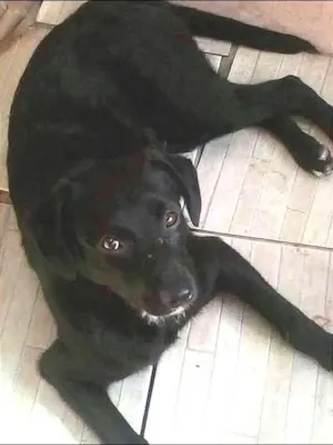 Cachorro raça vira lata idade 1 ano nome Bolota