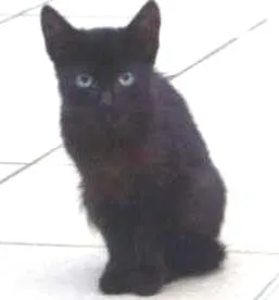 Gato raça  idade Abaixo de 2 meses nome Pretinha