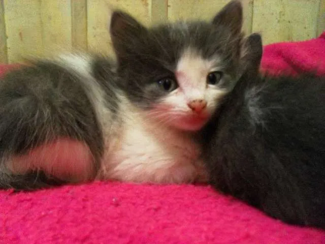 Gato raça desconhecida idade Abaixo de 2 meses nome Bebezinhos