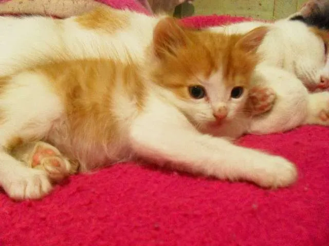 Gato raça desconhecida idade Abaixo de 2 meses nome Bebezinhos