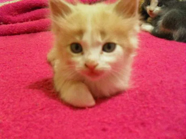 Gato raça desconhecida idade Abaixo de 2 meses nome Bebezinhos