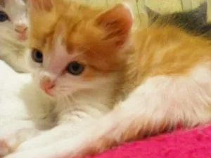 Gato raça desconhecida idade Abaixo de 2 meses nome Bebezinhos
