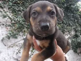 Cachorro ra a SRD idade Abaixo de 2 meses nome Fofucho