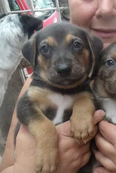 Cachorro ra a SRD idade Abaixo de 2 meses nome Fofucho