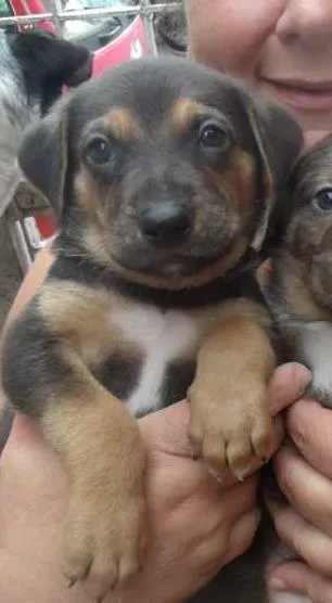 Cachorro ra a SRD idade Abaixo de 2 meses nome Fofucho