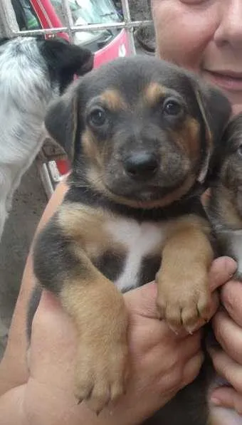 Cachorro ra a SRD idade Abaixo de 2 meses nome Fofucho