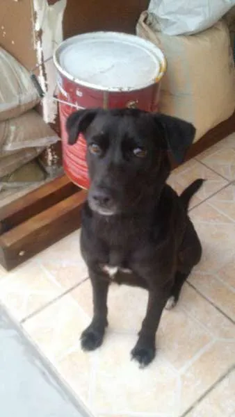 Cachorro raça VIRALATA COM LAbRADOR idade 1 ano nome DALILA