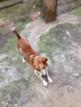 Dino