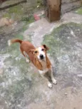 Dino