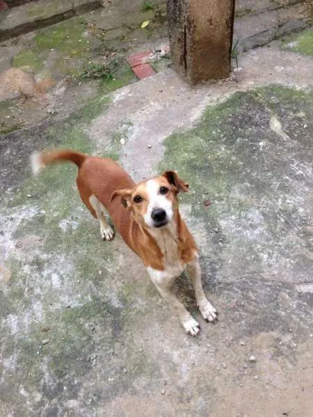 Cachorro ra a jack russel terrier idade 6 ou mais anos nome Dino