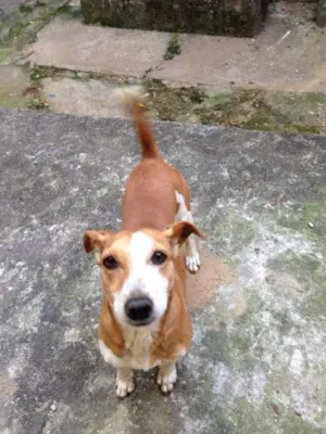 Cachorro raça jack russel terrier idade 6 ou mais anos nome Dino