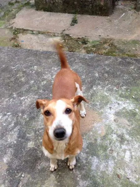 Cachorro ra a jack russel terrier idade 6 ou mais anos nome Dino