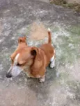Dino