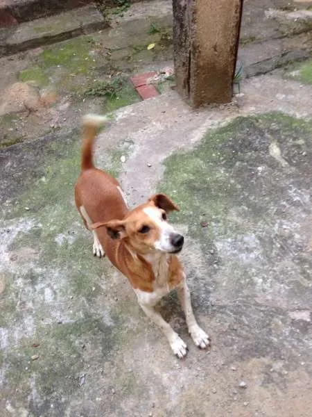 Cachorro ra a jack russel terrier idade 6 ou mais anos nome Dino