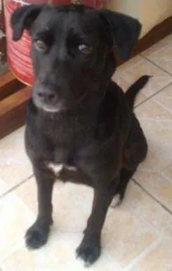 Cachorro raça VIRALATA COM LAbRADOR idade 1 ano nome DALILA
