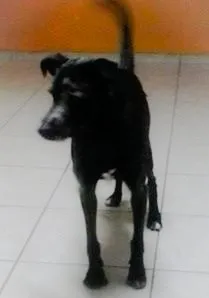 Cachorro ra a srd idade 5 anos nome Bolinha