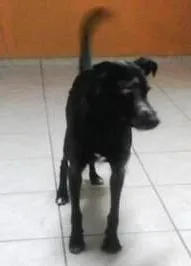 Cachorro ra a srd idade 5 anos nome Bolinha