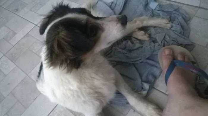 Cachorro ra a srd idade 1 ano nome Julieta
