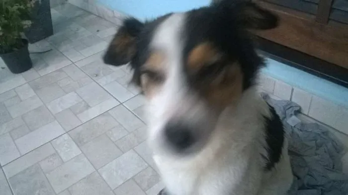 Cachorro ra a srd idade 1 ano nome Julieta