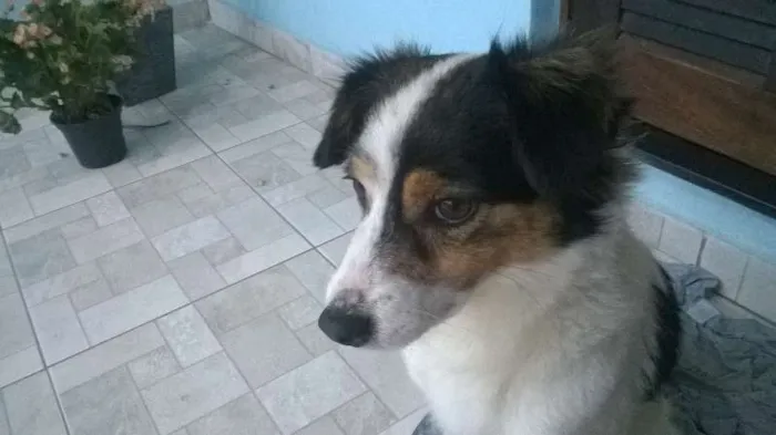 Cachorro ra a srd idade 1 ano nome Julieta