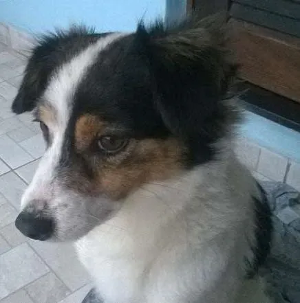 Cachorro ra a srd idade 1 ano nome Julieta