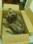 Tambor