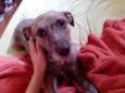 Tambor