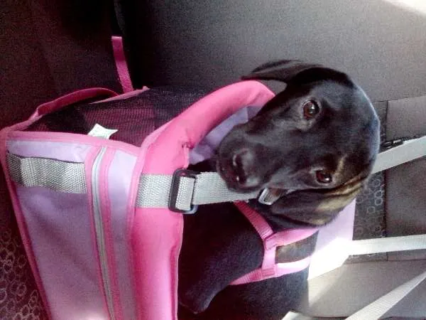 Cachorro ra a vira-lata idade 7 a 11 meses nome Dalila