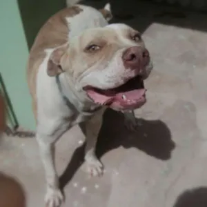 Cachorro raça Pit-Bull idade 3 anos nome Hanna Lucia