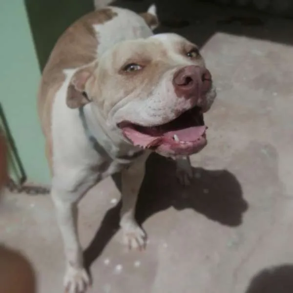 Cachorro ra a Pit-Bull idade 3 anos nome Hanna Lucia