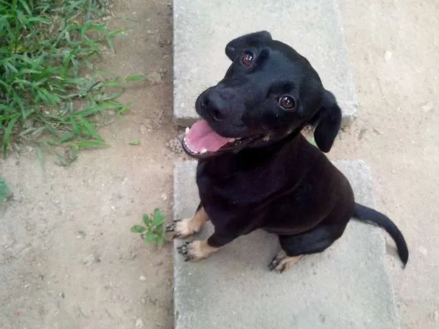Cachorro ra a SRD idade 1 ano nome Britney