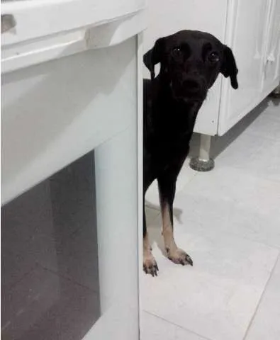 Cachorro ra a SRD idade 1 ano nome Britney