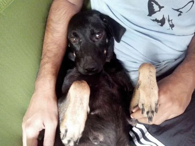 Cachorro ra a SRD idade 1 ano nome Britney