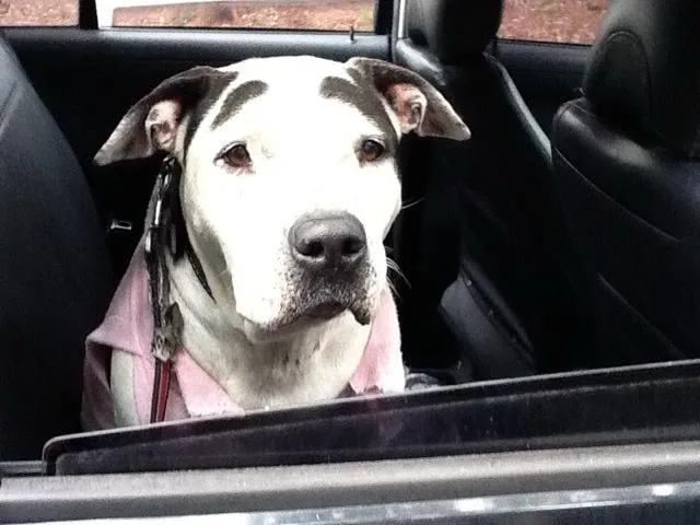 Cachorro raça Pit-Bull idade 4 anos nome Desconhecido