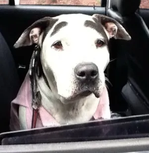 Cachorro raça Pit-Bull idade 4 anos nome Desconhecido
