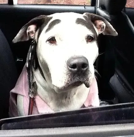 Cachorro raça Pit-Bull idade 4 anos nome Desconhecido